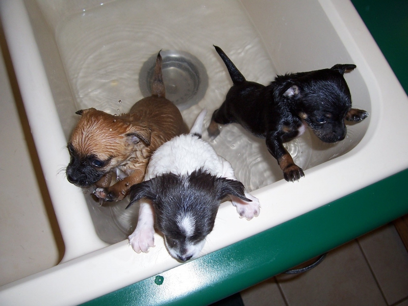 toiletteur-COGOLIN-min_bath-time-1111748_1280