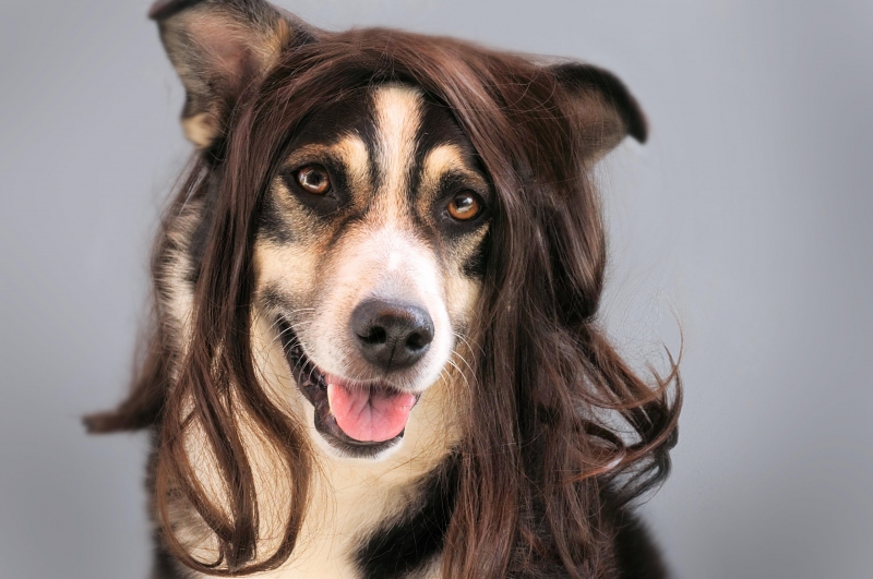 toiletteur-COGOLIN-min_dog-1776721